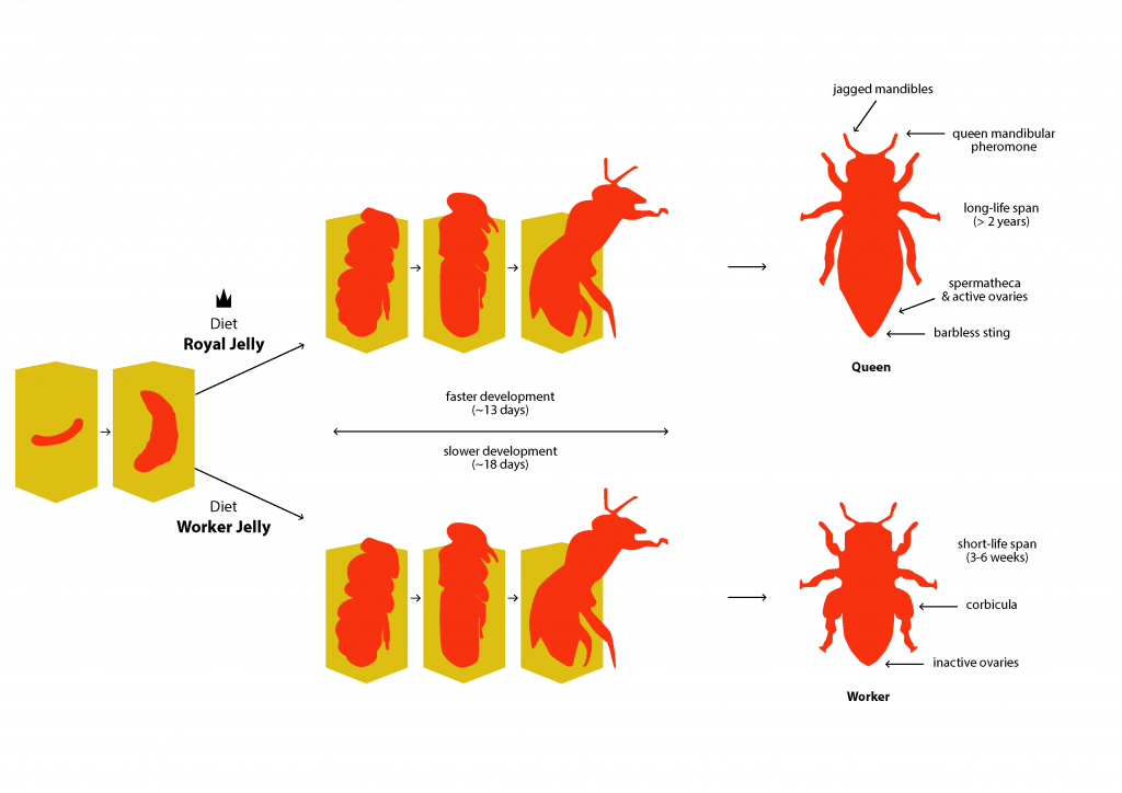 Honeybee or Queen: A Study of the Epigenetic Differentiation of Bees